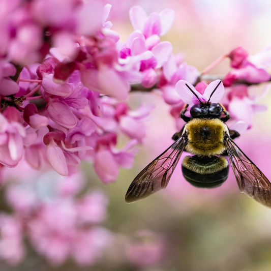 Bumble Bee on pink flower