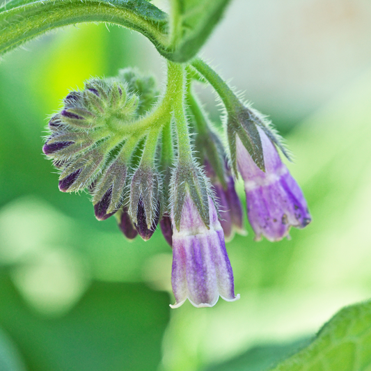 Beauty Benefits of Comfrey Oil