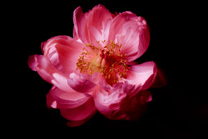 Beautify Pink Peony Flower - Caley-Beth